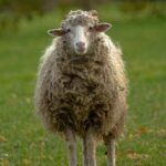 sheep, lamb, pets, white, is watching, animal, sheep, sheep, sheep, sheep, nature, sheep, lamb